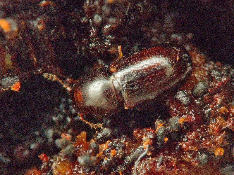 Cis jacquemartii Mellie, 1848